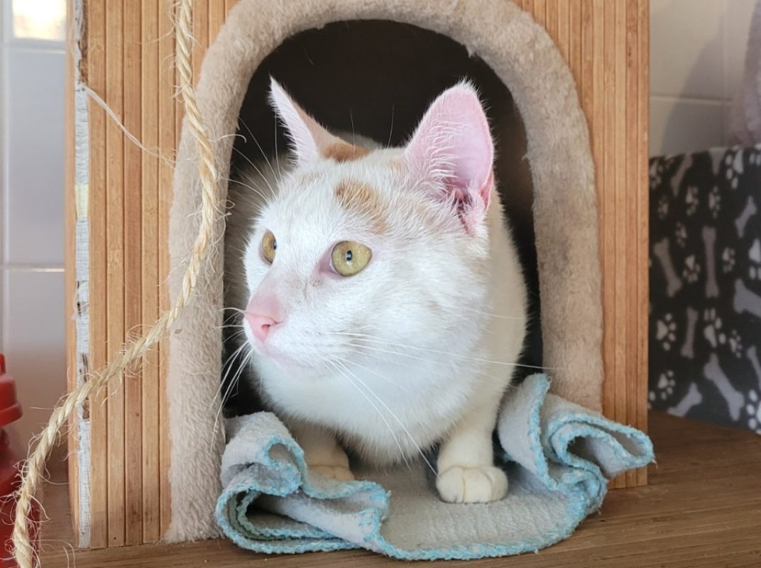 Elmo - Chat Européen à adopter