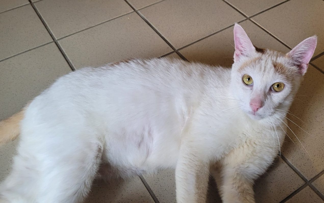 Elmo - Chat Européen à adopter - photo 2