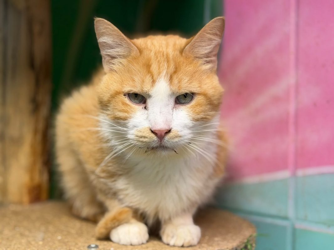 Loulou - Chat Européen à adopter