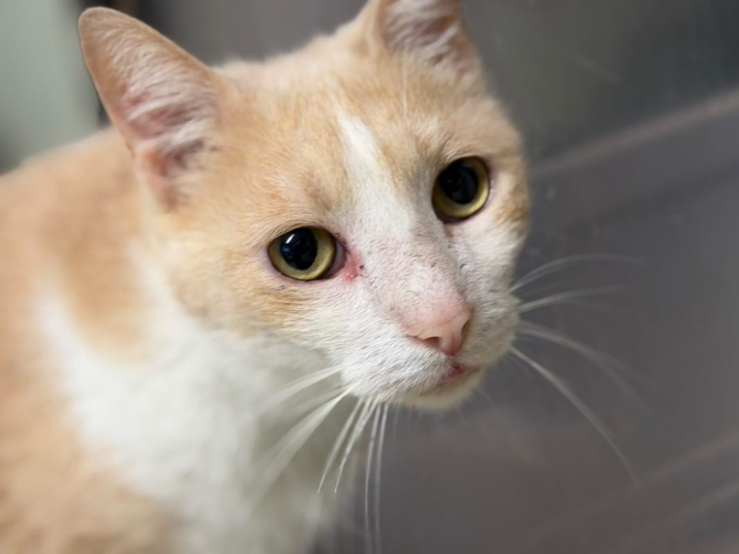 Froussard - Chat Européen à adopter