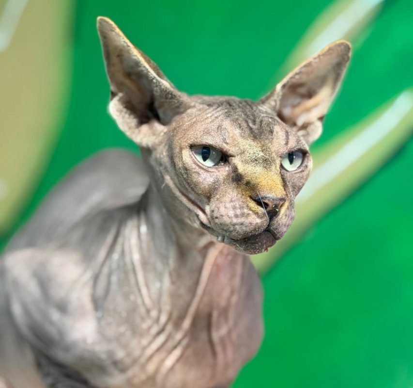 Usiris - Chat Sphynx à adopter