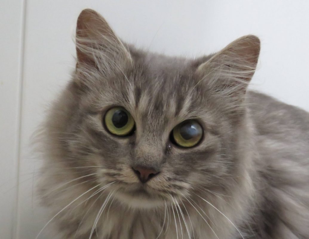 Hestia - Chat Européen à adopter