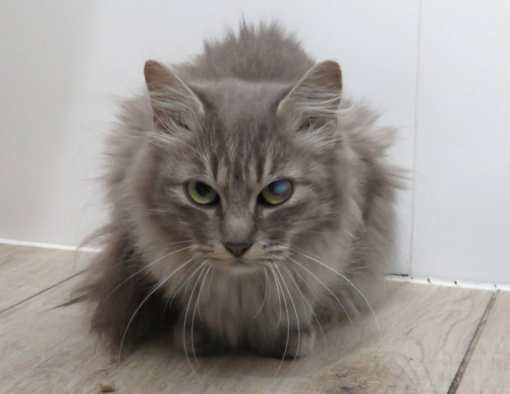 Hestia - Chat Européen à adopter - photo 2
