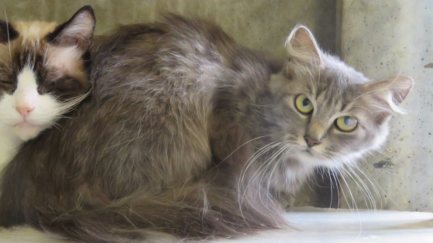 Hestia - Chat Européen à adopter - photo 3