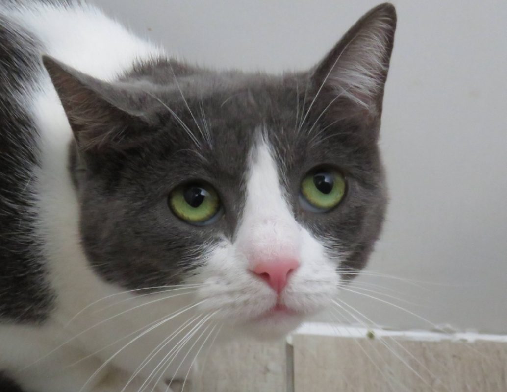 Hera - Chat Européen à adopter