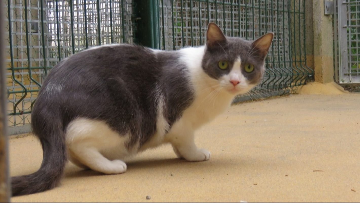 Hera - Chat Européen à adopter - photo 2
