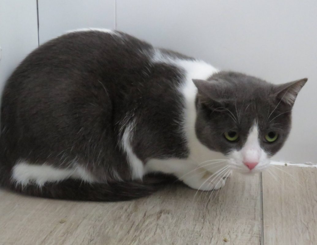 Hera - Chat Européen à adopter - photo 3