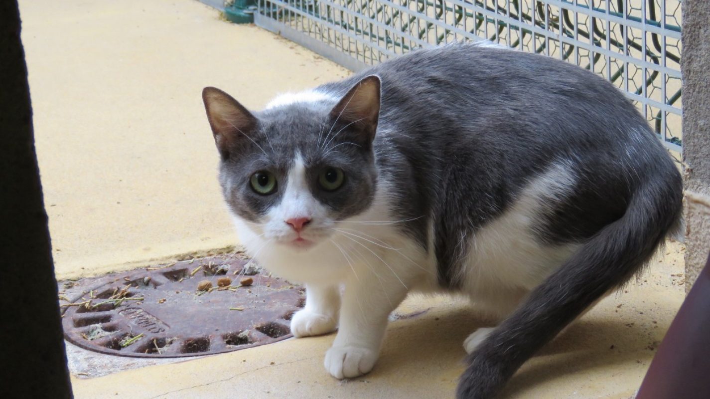 Hera - Chat Européen à adopter - photo 4