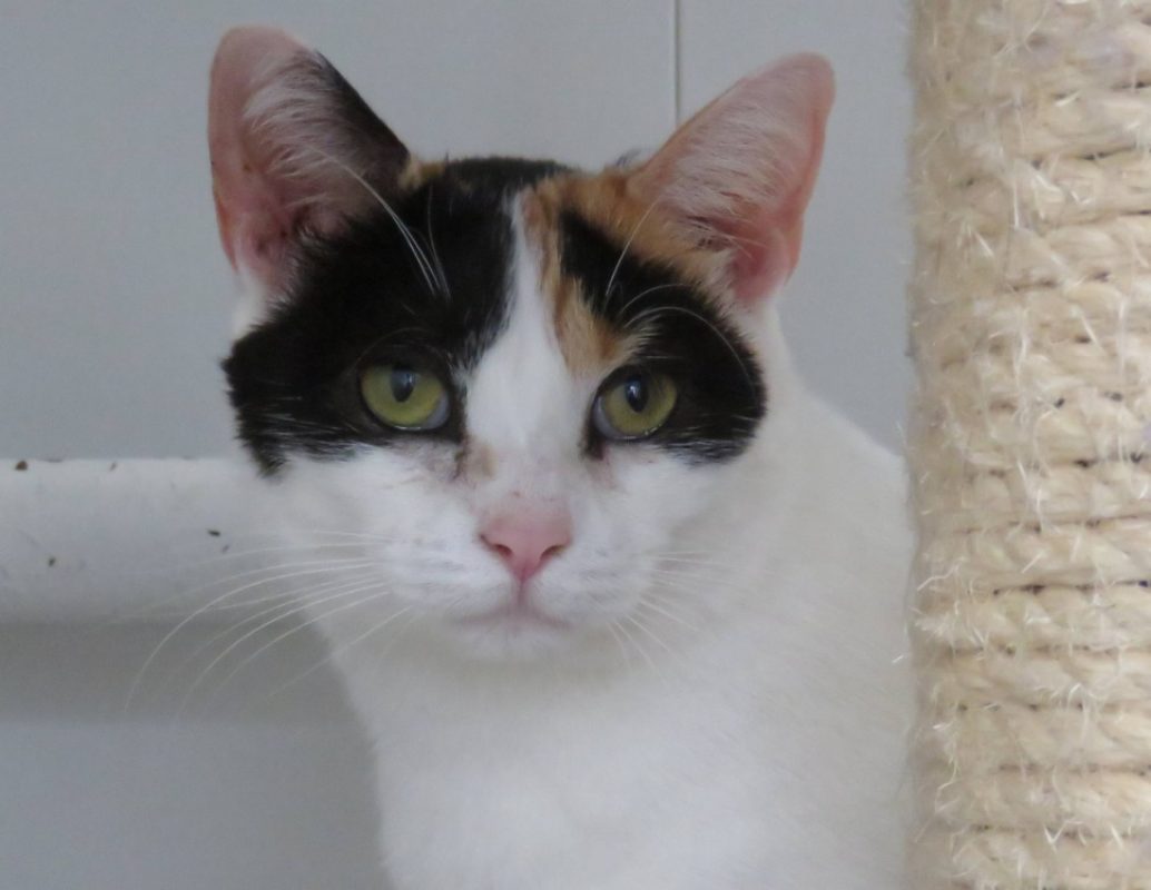 Phebe - Chat Européen à adopter