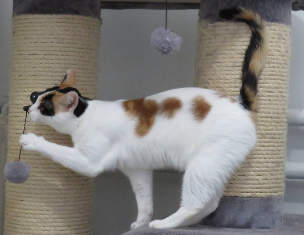 Phebe - Chat Européen à adopter - photo 2