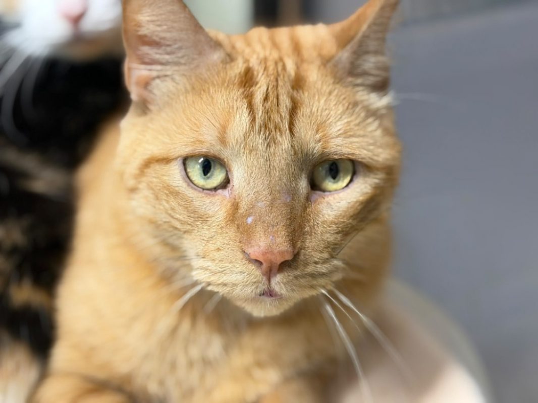 Arthuro - Chat Européen à adopter