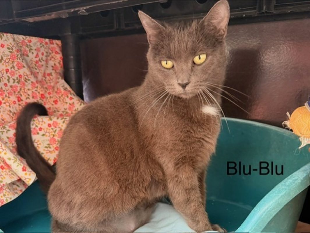 Blu-blu - Chat Européen à adopter