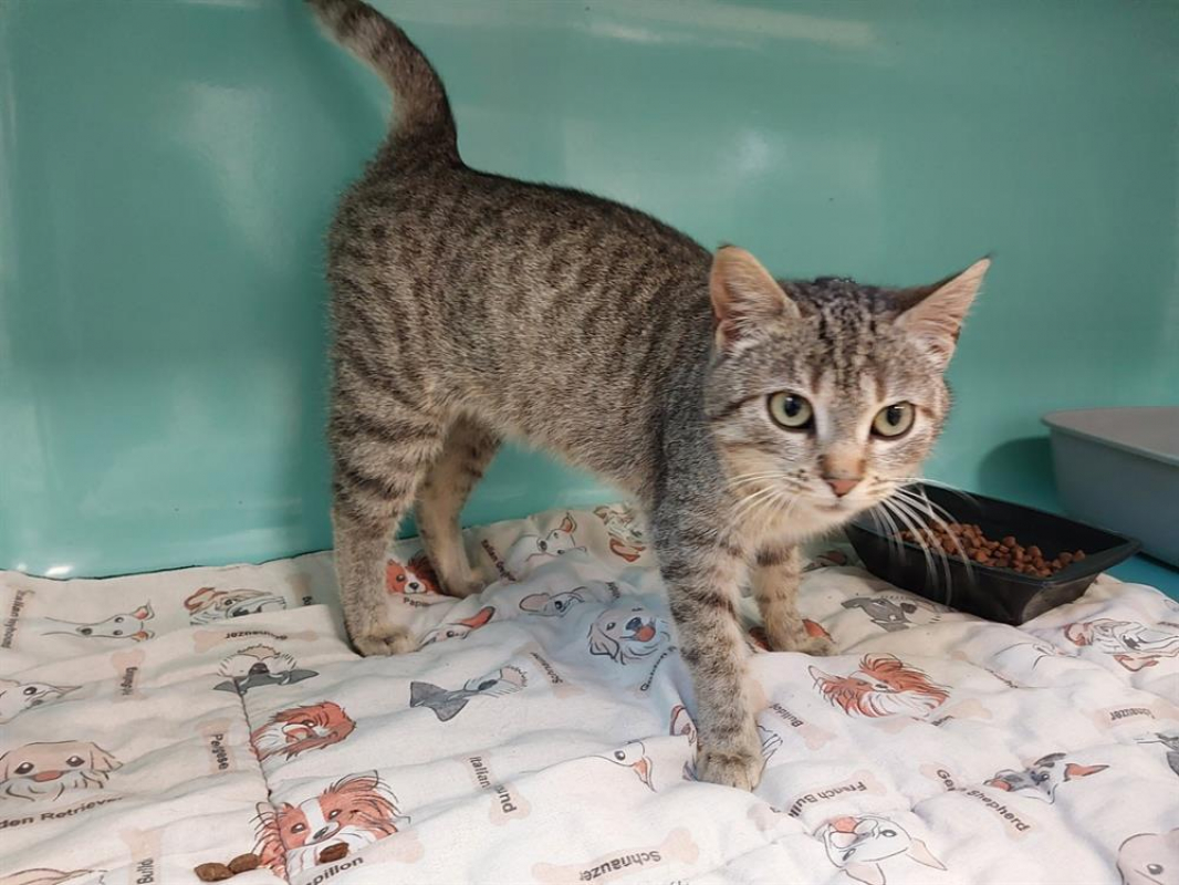 Photo #2 de Petit coeur