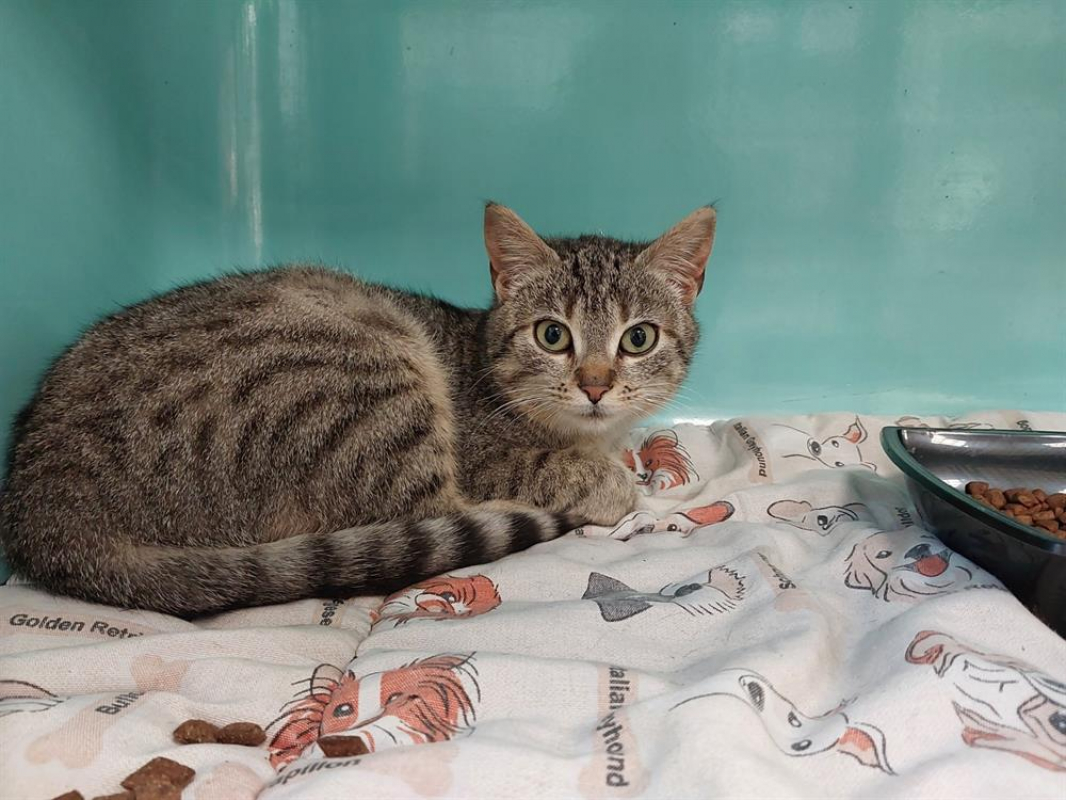 Photo #1 de Petit coeur