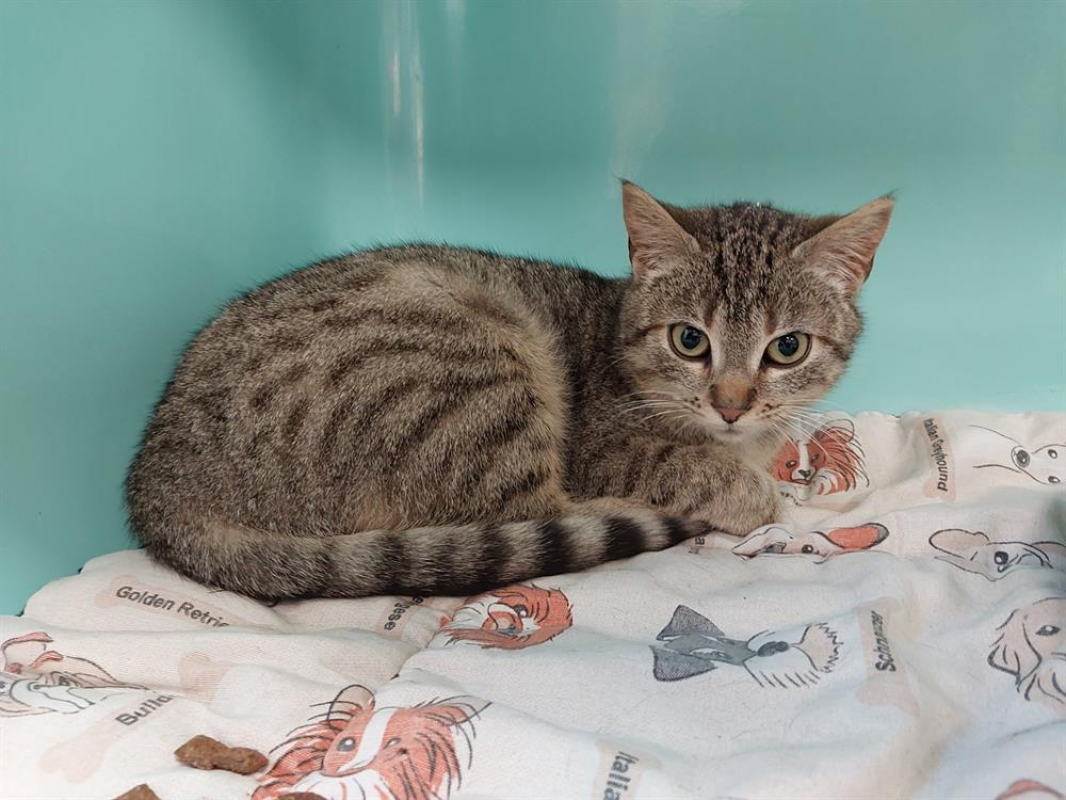 Photo #3 de Petit coeur