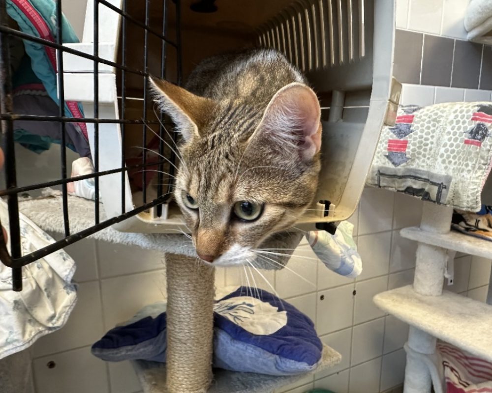 Moniseur hibou - Chat Européen à adopter