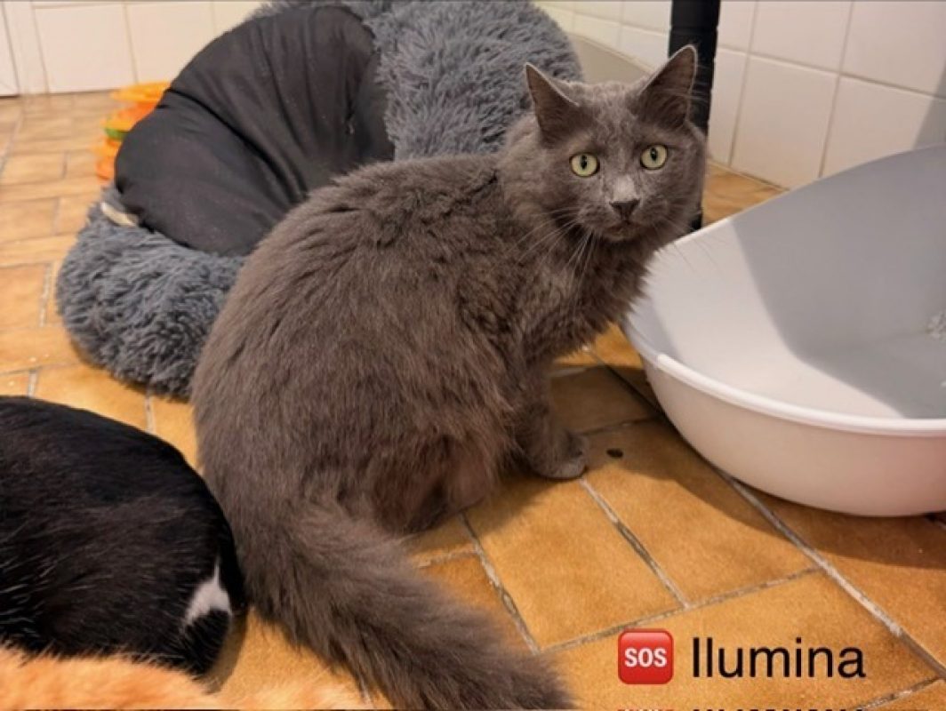 Ilumina - Chat Européen à adopter