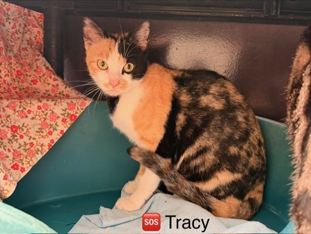 Tracy - Chat Européen à adopter