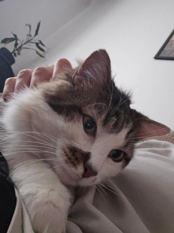 Hopper - Chat Européen à adopter - photo 5