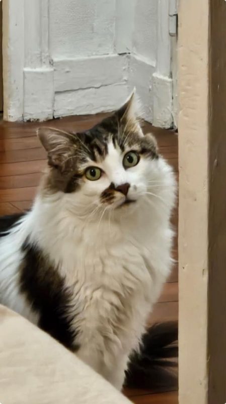 Hopper - Chat Européen à adopter - photo 6