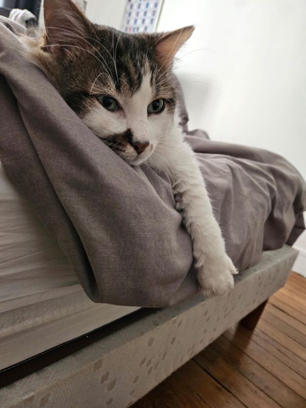 Hopper - Chat Européen à adopter - photo 8