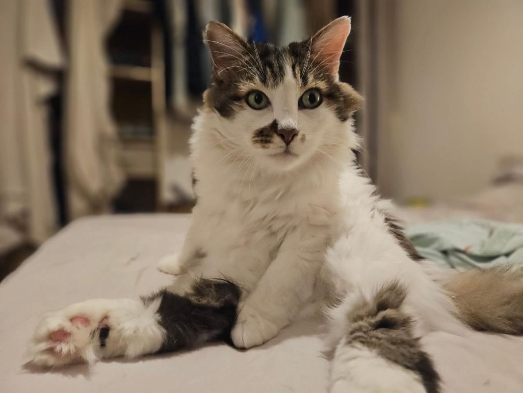 Hopper - Chat Européen à adopter