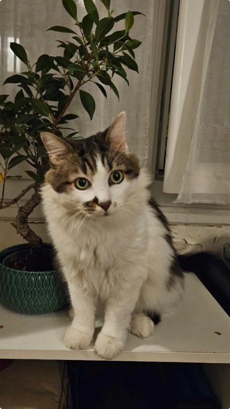 Hopper - Chat Européen à adopter - photo 7