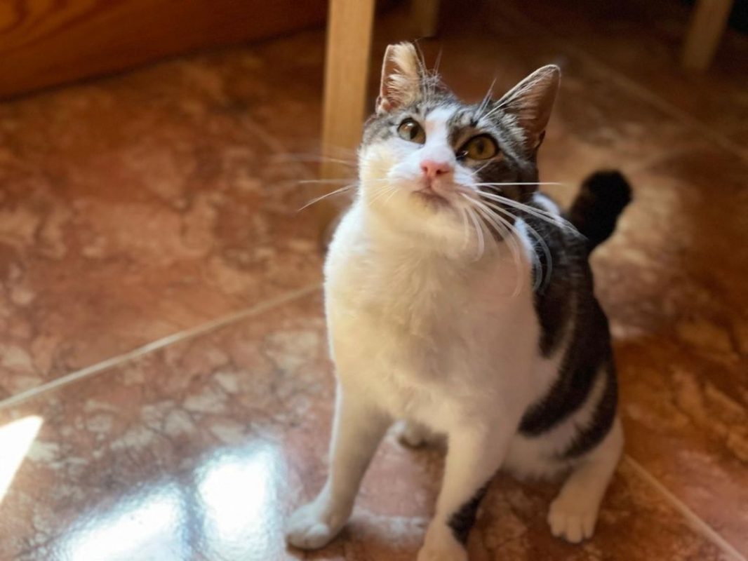 Daisy - Chat à adopter - photo 3
