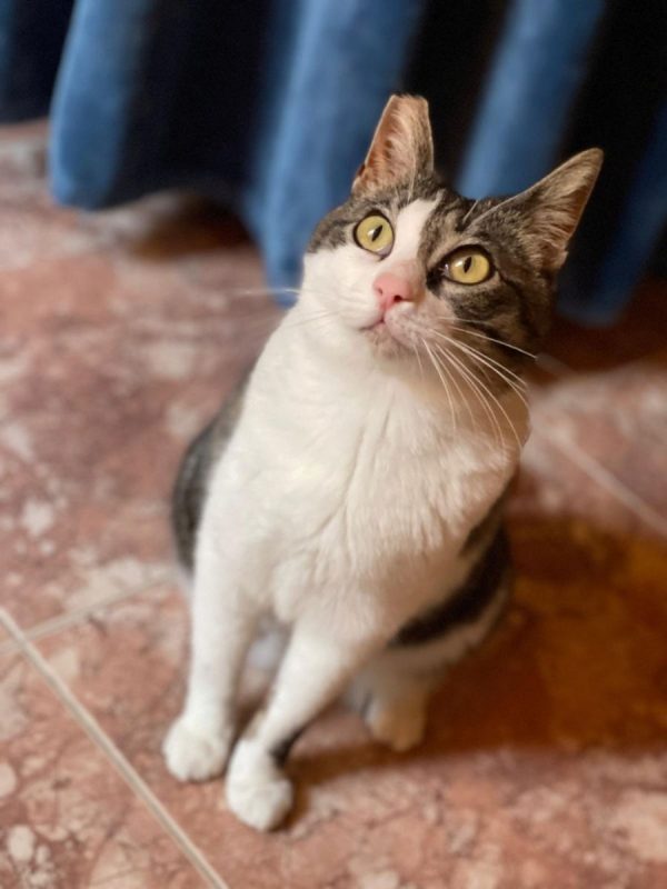 Daisy - Chat à adopter - photo 9