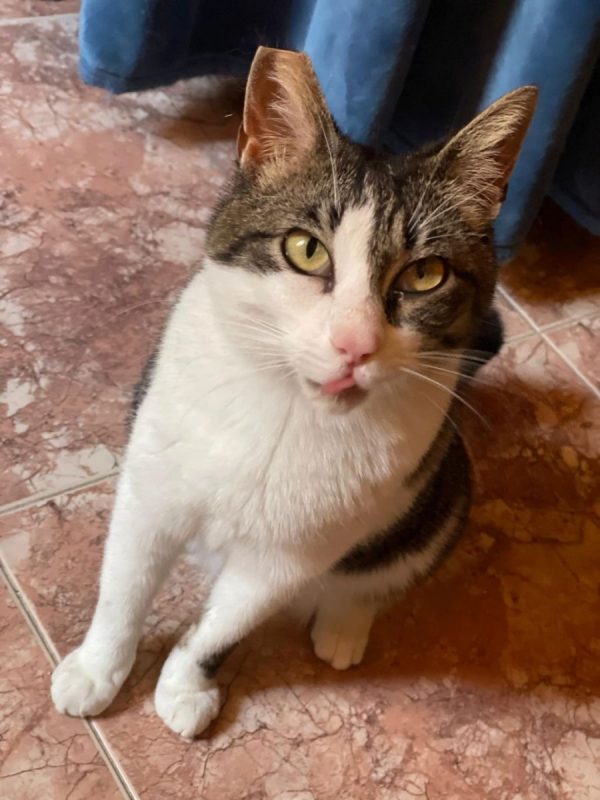 Daisy - Chat à adopter - photo 7