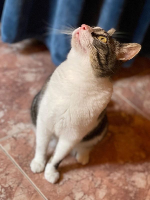 Daisy - Chat à adopter - photo 8