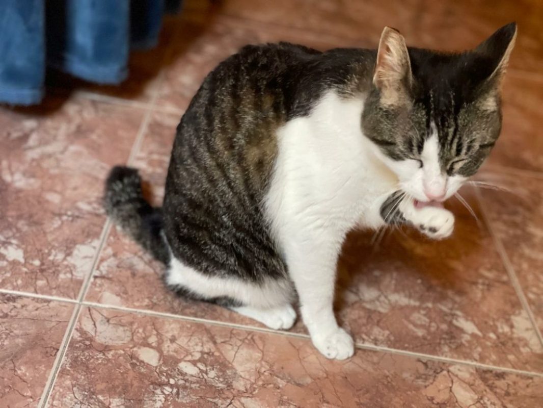 Daisy - Chat à adopter - photo 2