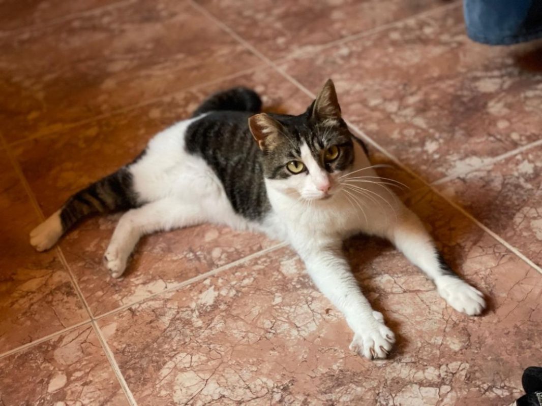 Daisy - Chat à adopter - photo 6