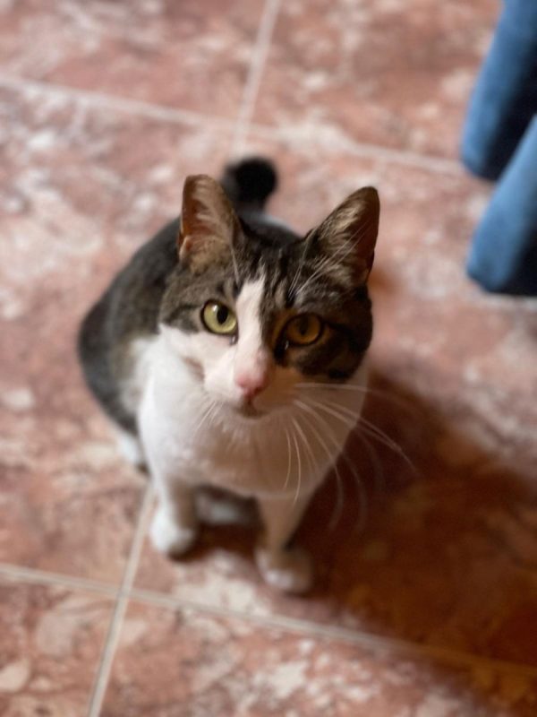 Daisy - Chat à adopter - photo 5