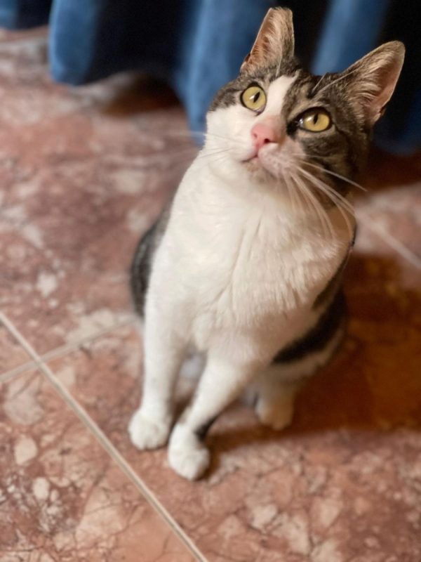 Daisy - Chat à adopter