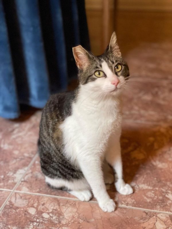 Daisy - Chat à adopter - photo 4