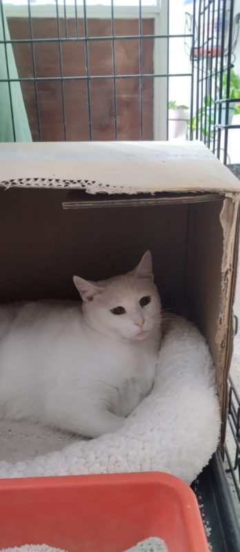 Nieves - Chat à adopter