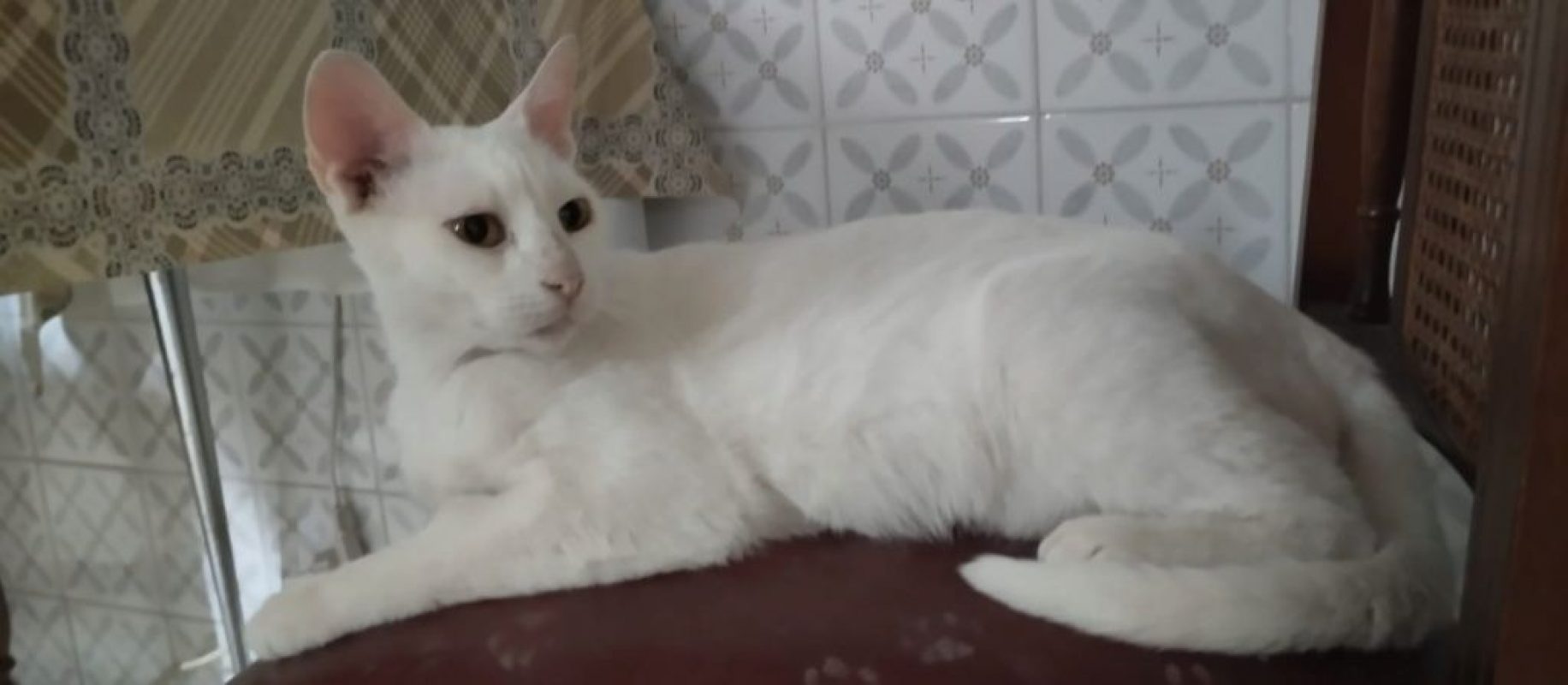 Nieves - Chat à adopter - photo 5
