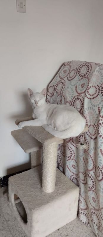 Nieves - Chat à adopter - photo 2