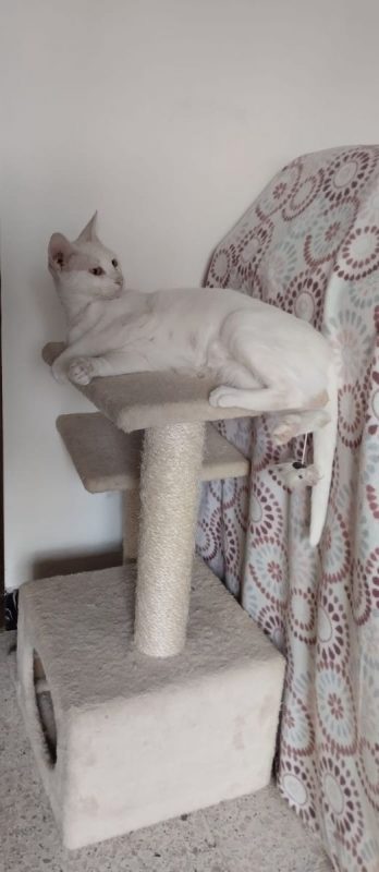 Nieves - Chat à adopter - photo 4
