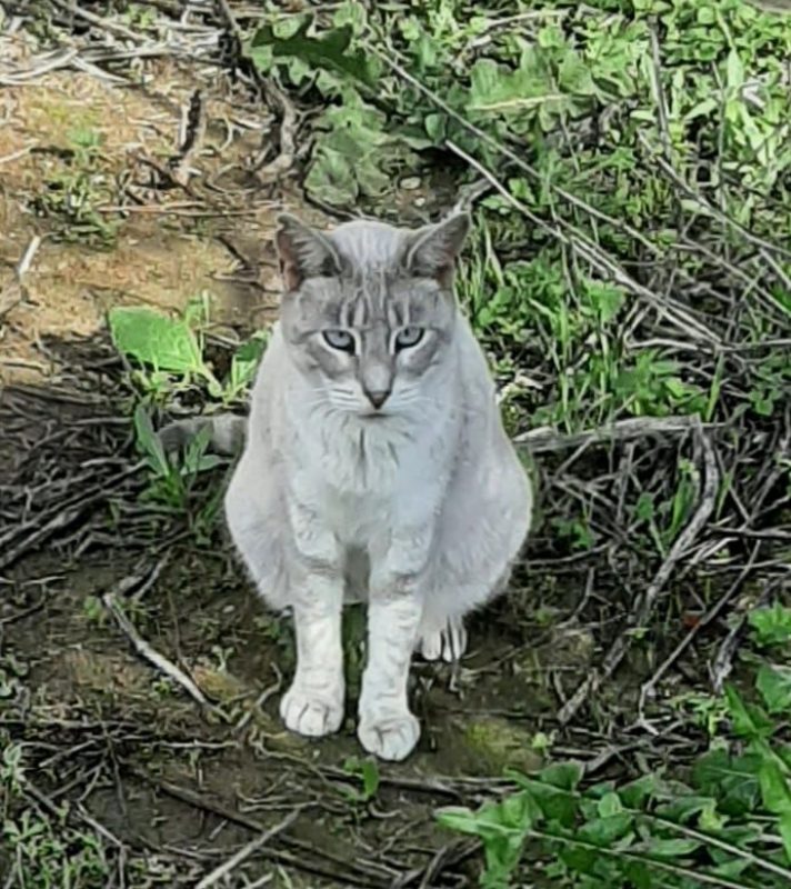 Hada - Chat à adopter