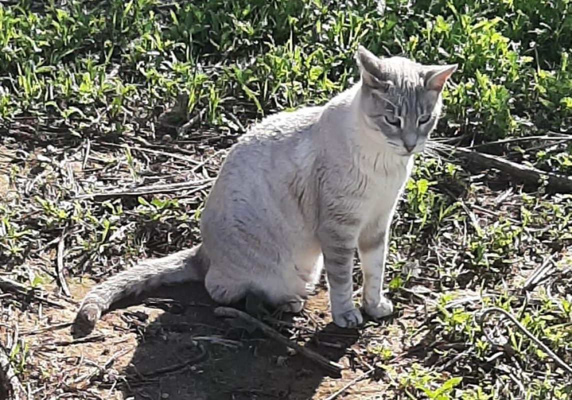Hada - Chat à adopter - photo 2