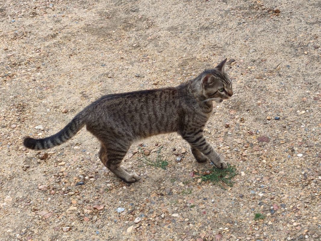 MALO - Chat à adopter - photo 6