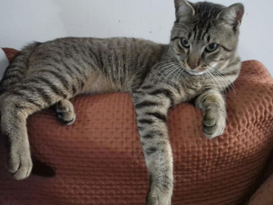 MALO - Chat à adopter - photo 8