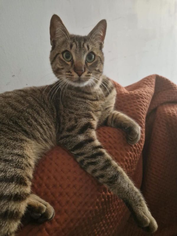 MALO - Chat à adopter - photo 7