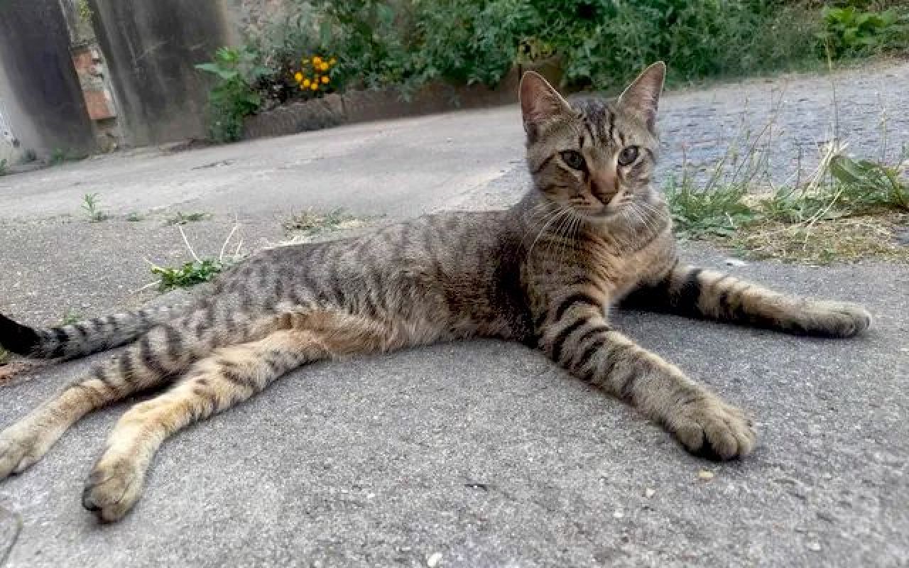 MALO - Chat à adopter - photo 3