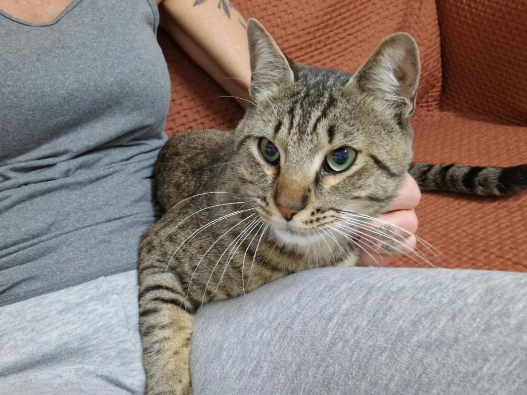 MALO - Chat à adopter