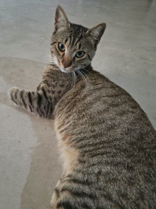 MALO - Chat à adopter - photo 9