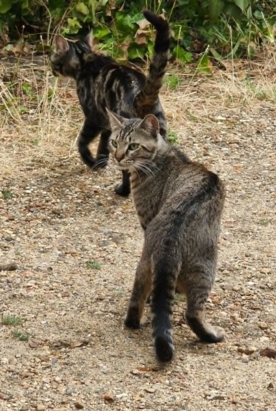 MALO - Chat à adopter - photo 4