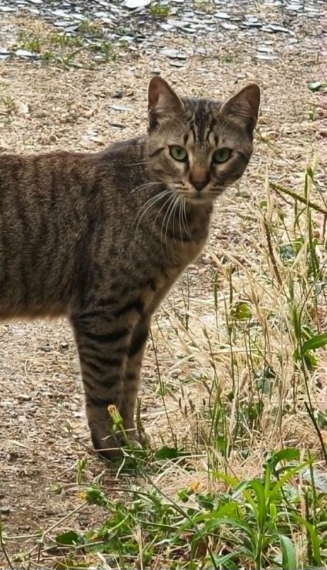 MALO - Chat à adopter - photo 5